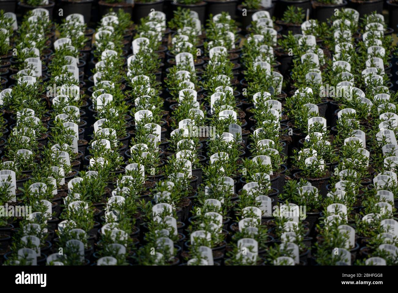 Mercato giardinaggio, allevamento di piante, piante ornamentali crescere in vasi di fiori, all'aperto, Foto Stock