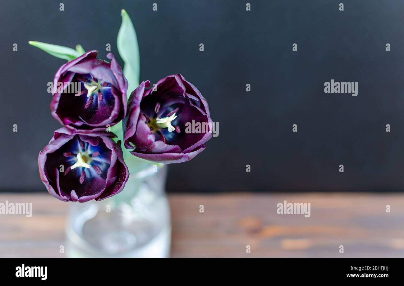 Bouquet di tre tulipani viola-neri Regina della Notte in vaso di vetro su sfondo nero e legno. Spazio per il testo. Foto Stock