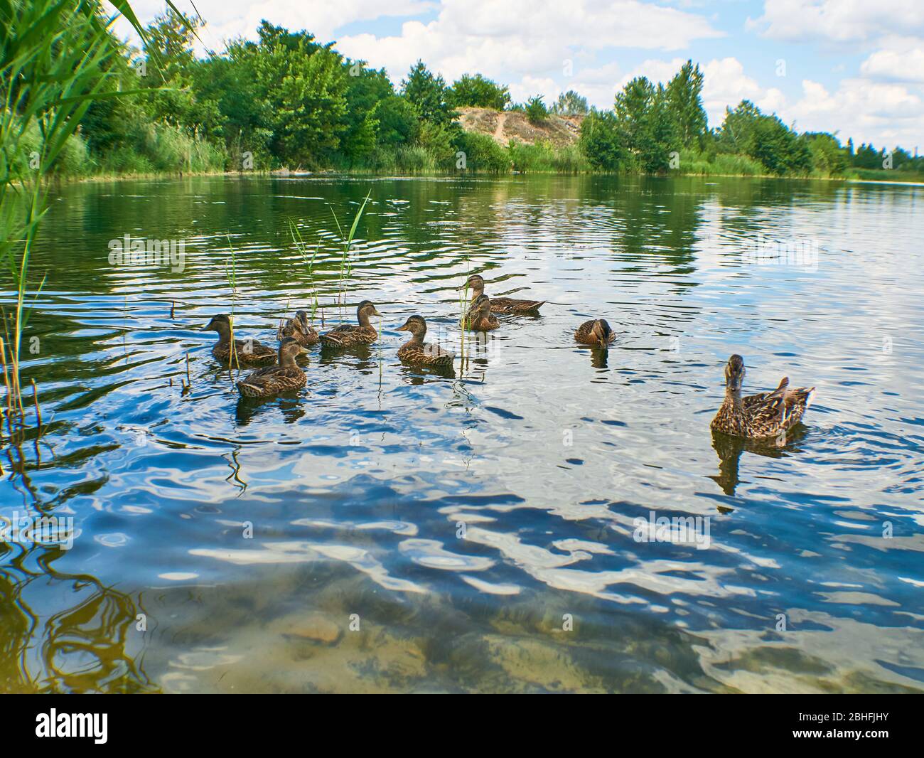 Il germano o anatra selvaggia Anas platyrhynchos. Anatra con i giovani sul ramo che giace in acqua. Turismo locale Foto Stock