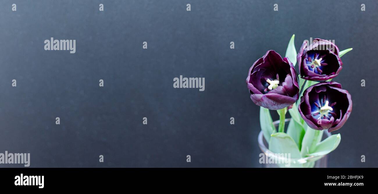Bouquet di tre tulipani viola-neri Regina della Notte in vaso di vetro sul lato destro di sfondo nero e legno. Spazio per il testo. Foto Stock