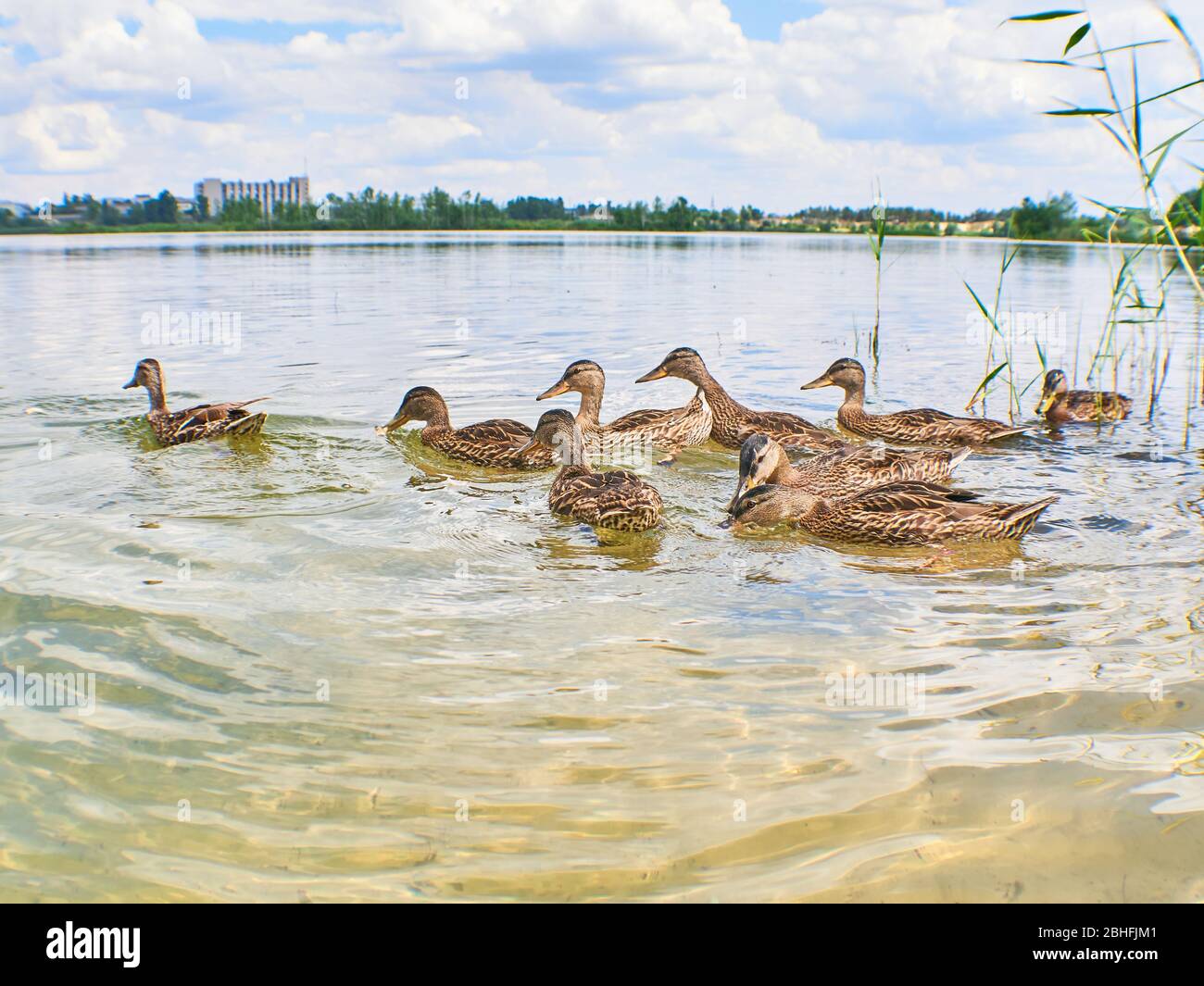 Il germano o anatra selvaggia Anas platyrhynchos. Anatra con i giovani sul ramo che giace in acqua. Turismo locale Foto Stock
