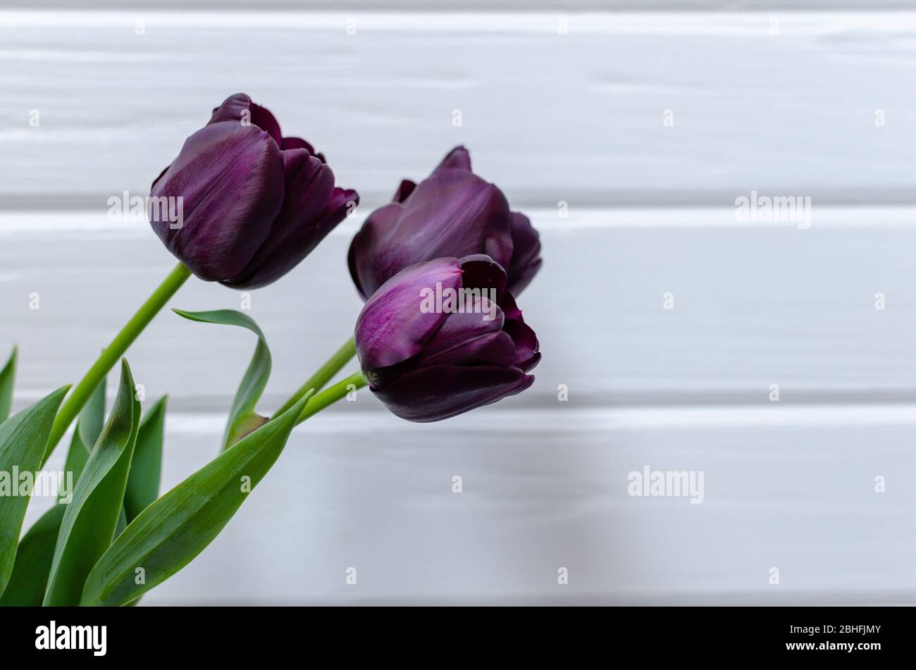 Mazzo di tre tulipani viola-neri Regina della Notte sul lato sinistro di sfondo bianco in legno. Spazio per il testo. Foto Stock