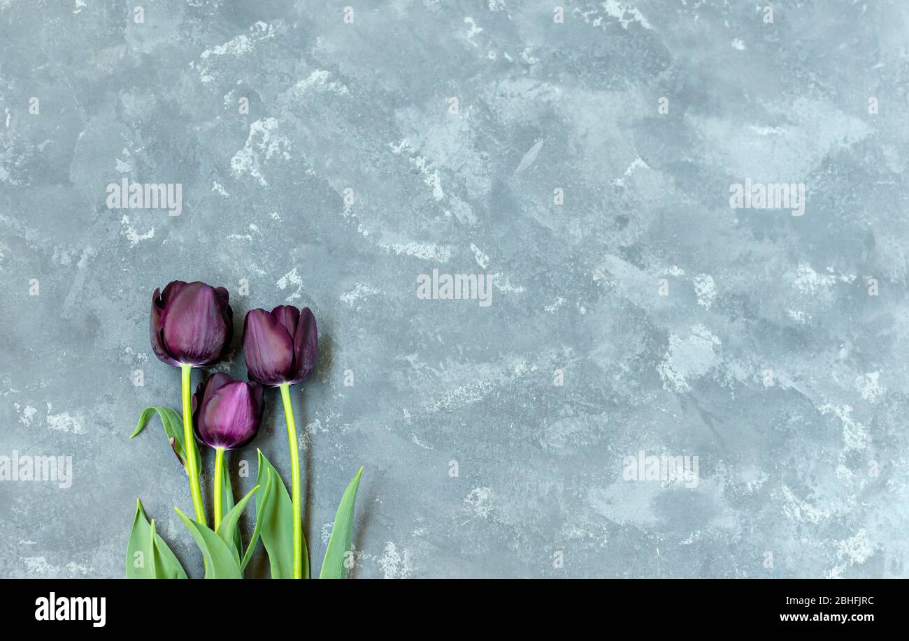 Mazzo di tre tulipani viola-neri Principe Nero sul lato sinistro del fondo grigio in cemento. Foto Stock