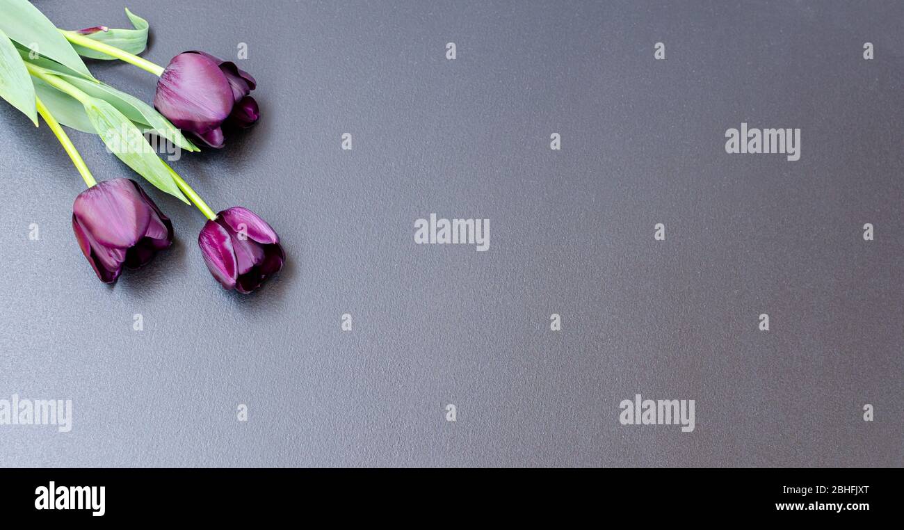Mazzo di tre tulipani viola-neri Black Prince in alto a sinistra dello sfondo nero. Spazio per il testo. Primo piano. Foto Stock
