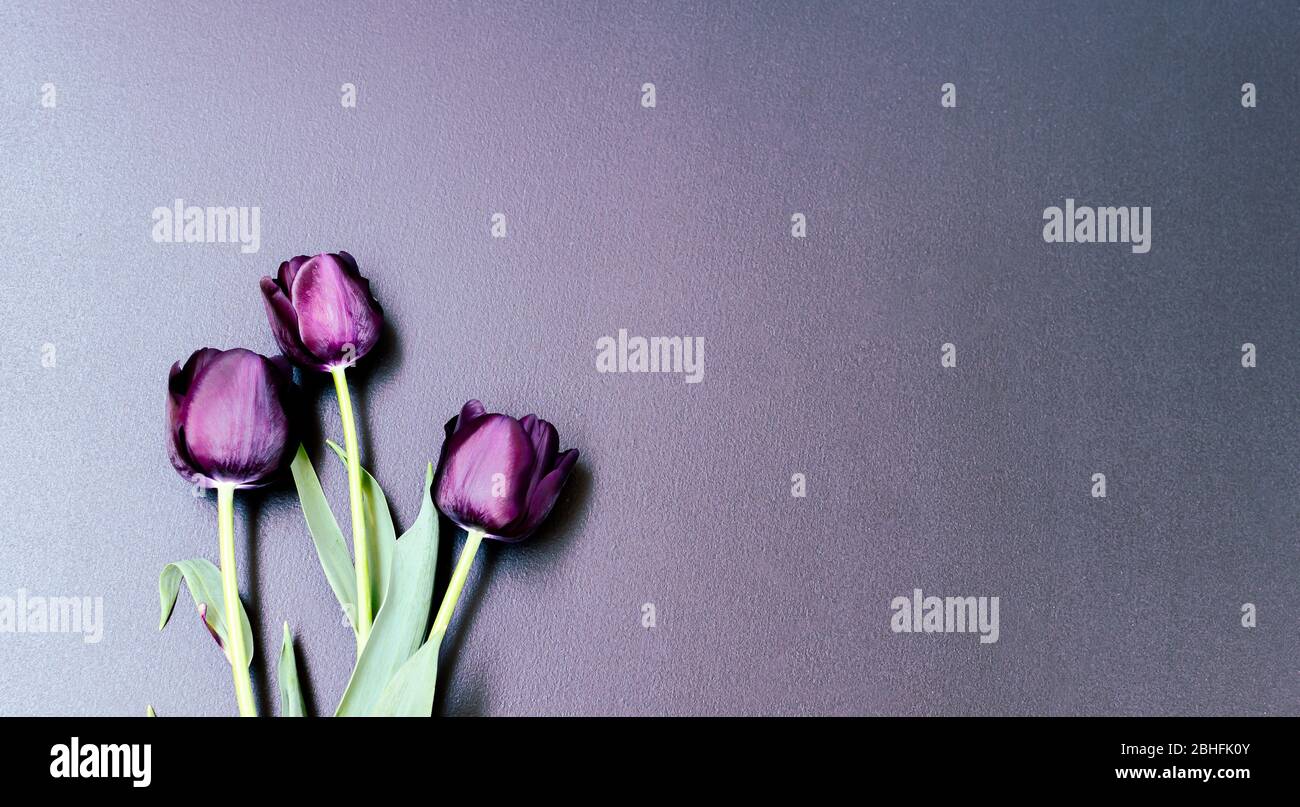 Bouquet di tre tulipani viola-neri Principe Nero sul fondo sinistro dello sfondo nero vintage. Spazio per il testo. Foto Stock