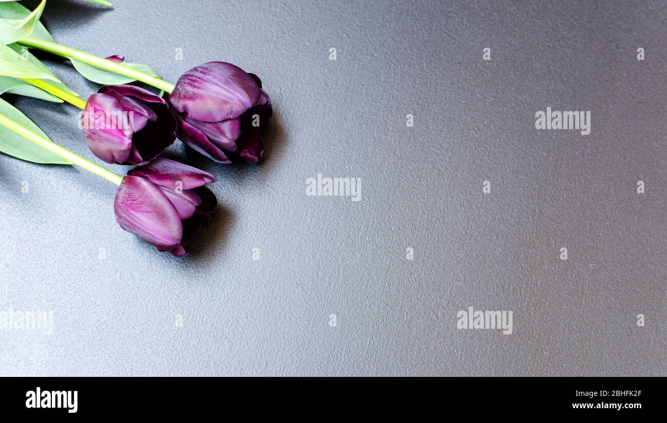 Mazzo di tre tulipani viola-neri Black Prince in alto a sinistra dello sfondo nero. Spazio per il testo. Primo piano. Foto Stock