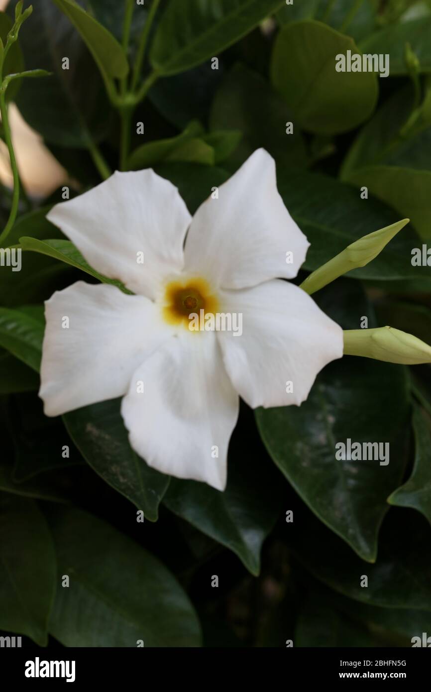 Bianco mandevilla bella fiore jasmine cileno famiglia apocynaceae sfondo stampe di alta qualità Foto Stock