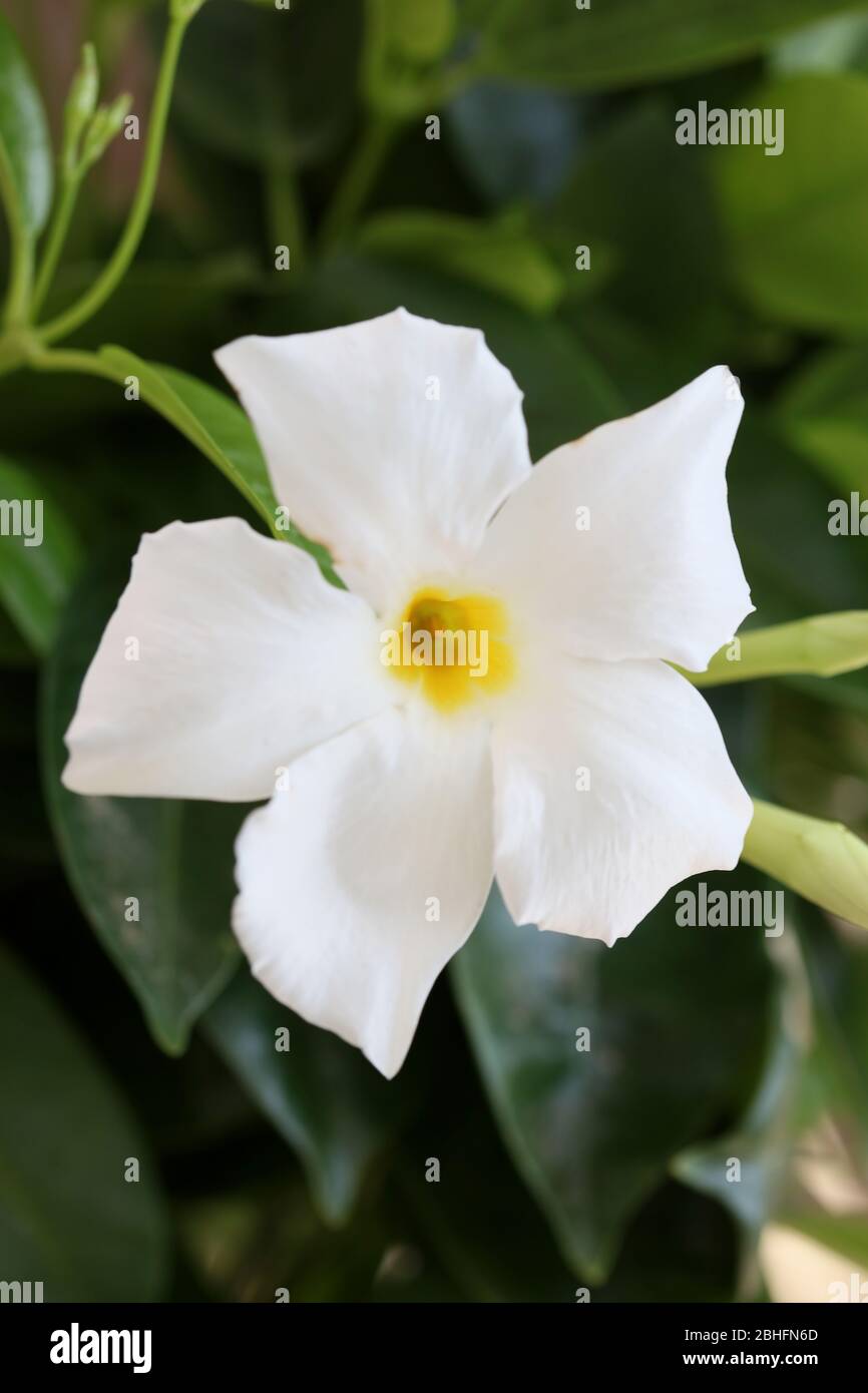 Bianco mandevilla bella fiore jasmine cileno famiglia apocynaceae sfondo stampe di alta qualità Foto Stock