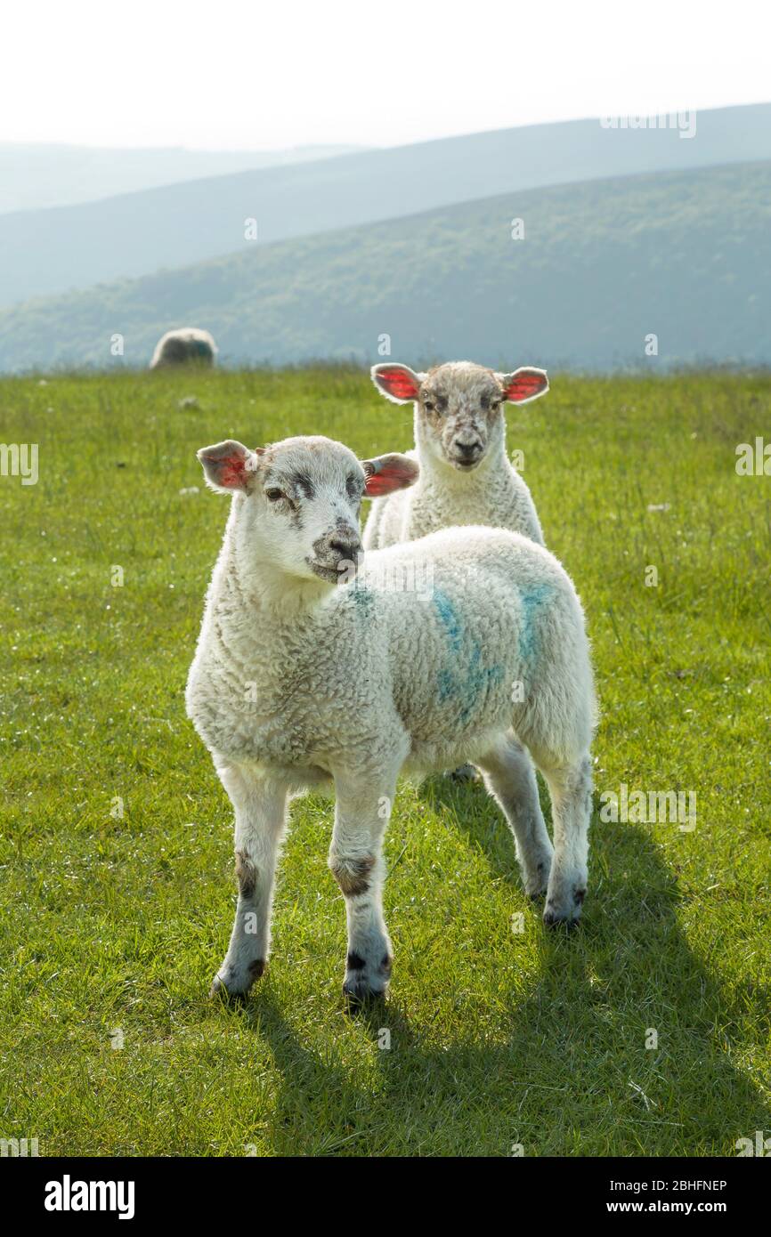 Agnelli in un campo, allevamento di pecore nel Peak District, Derbyshire, Regno Unito Foto Stock