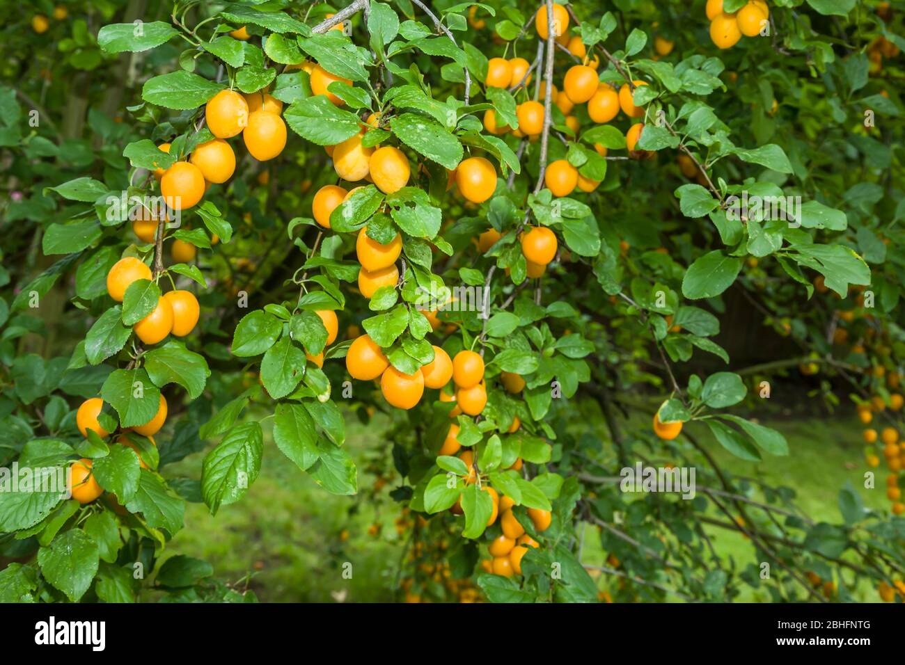 Primo piano di prugne mirabelle mature su alberi da frutto in un giardino britannico Foto Stock