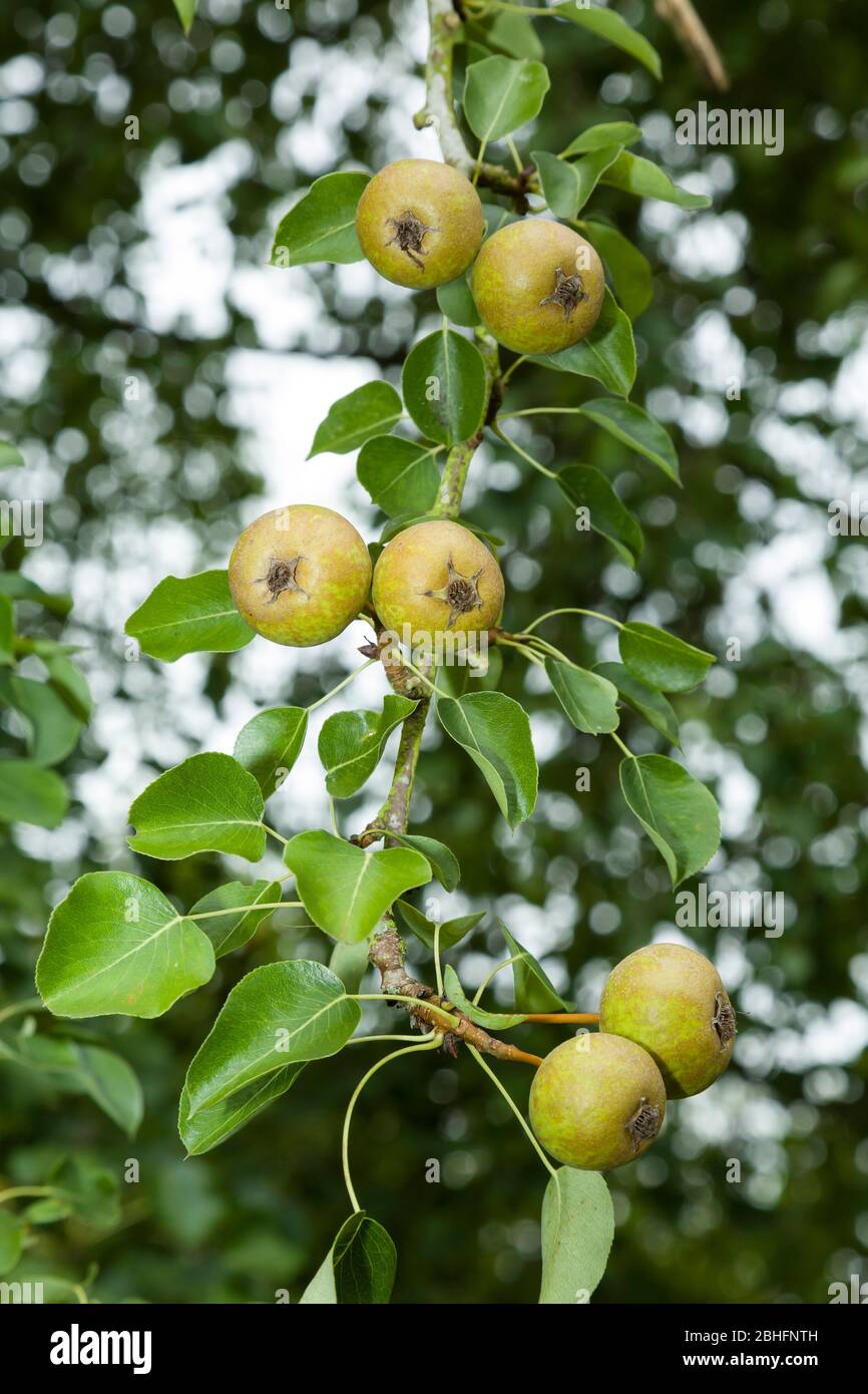 Pere selvatiche mature che crescono su un ramo di un albero di frutta in un giardino britannico Foto Stock