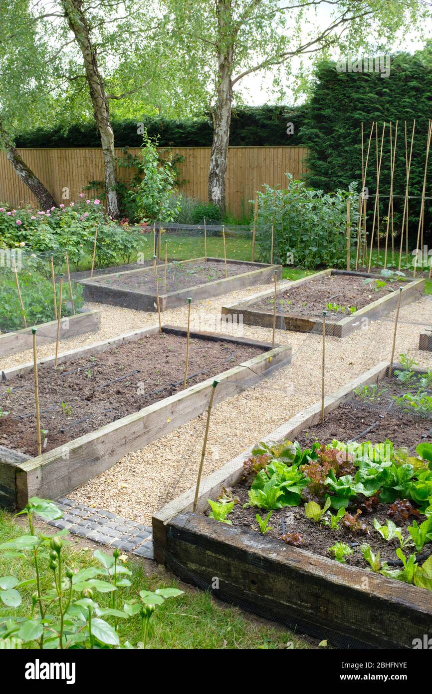 Orto giardinaggio, letti di verdure in un giardino, Regno Unito Foto Stock