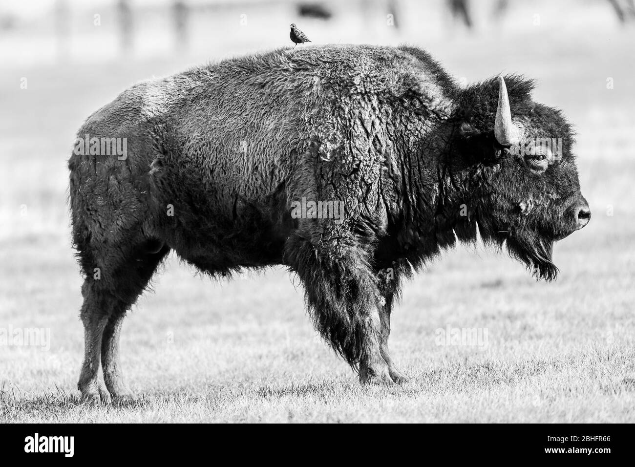 American Bison sulla prateria nel Parco Nazionale di Yellowstone Foto Stock