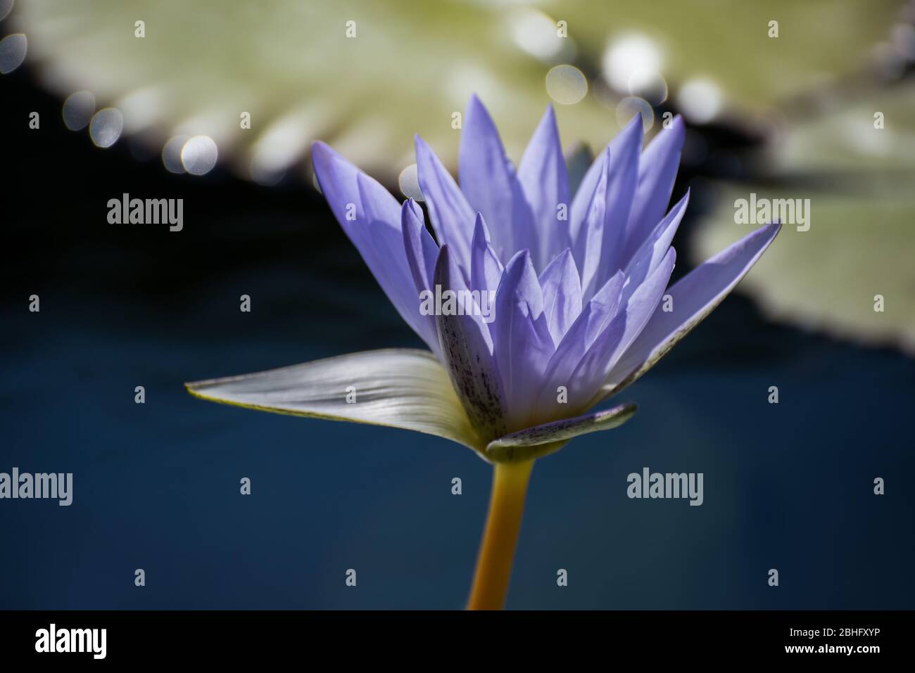 Fiore viola di loto fiorisce in stagno di acqua still con bokeh Foto Stock