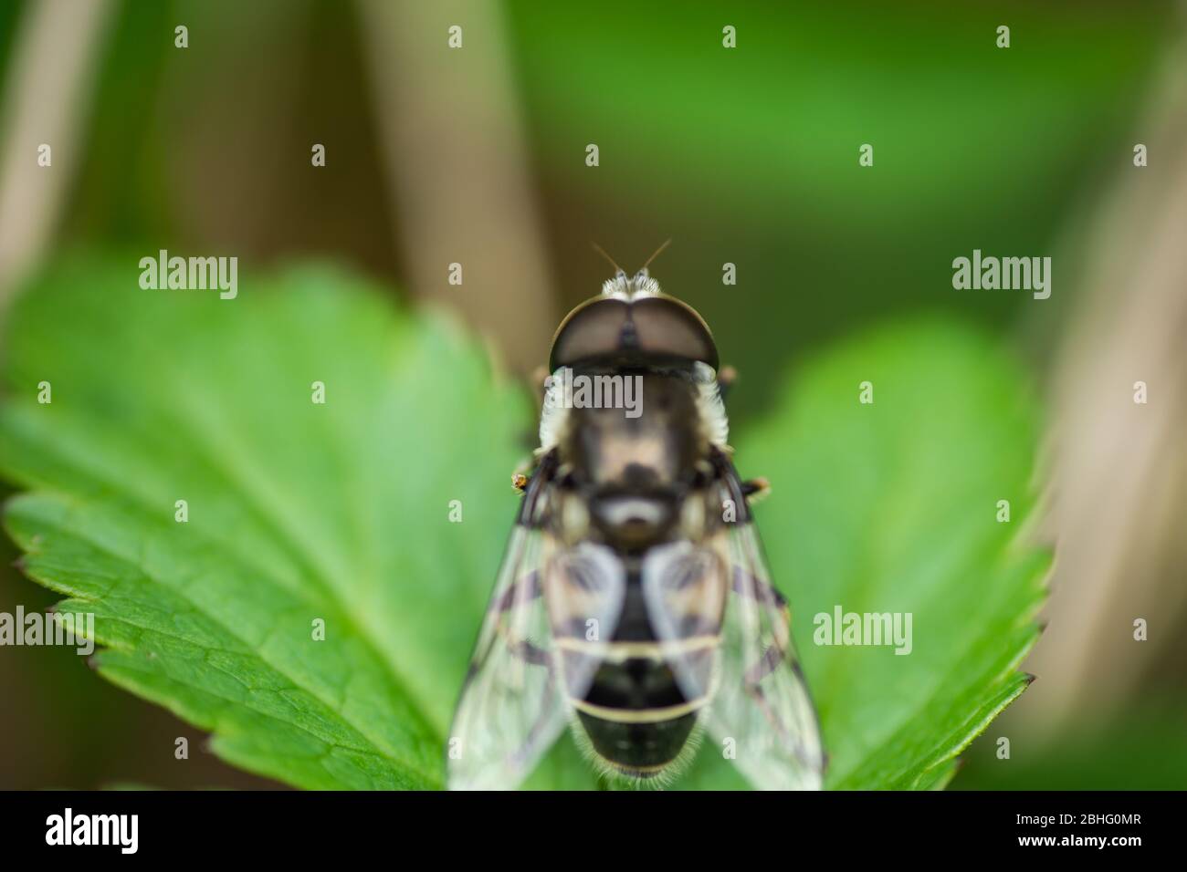 Drone con spalla nera vola a Springtime Foto Stock