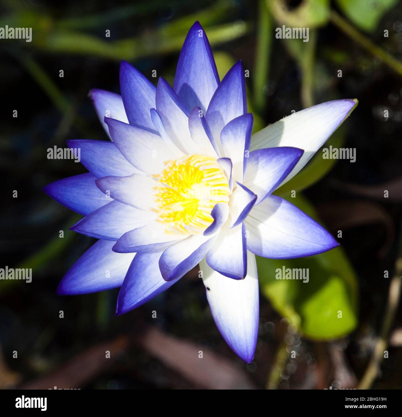 Nymphaea violacea (Giglio Blu), Kimberley, Australia Occidentale Foto Stock