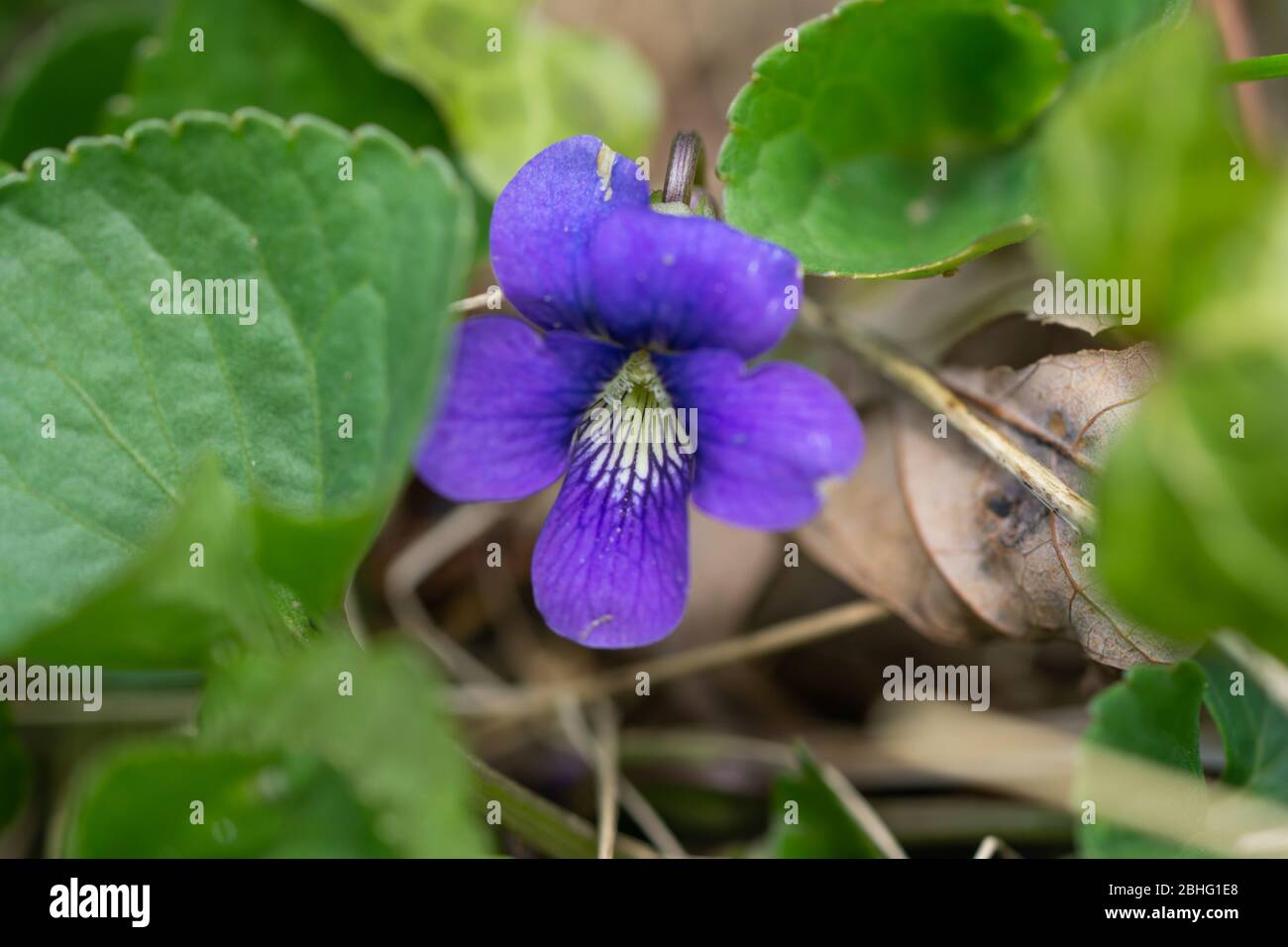 Fiore viola in fiore nello Springtime Foto Stock
