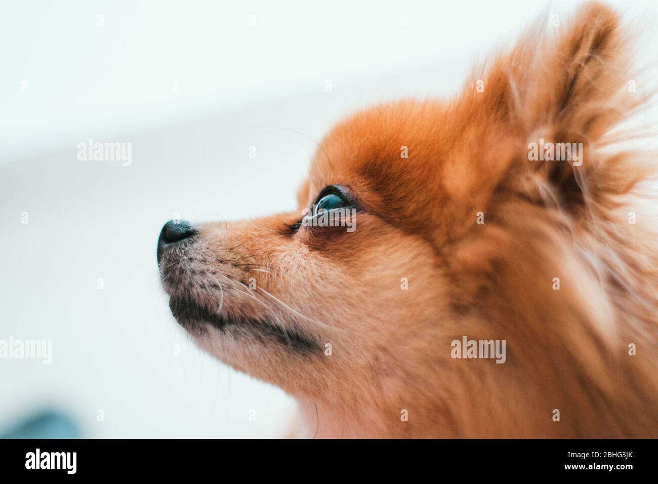 Bel primo piano ritratto di un vecchio cane Pomeraniano con un'espressione gentile Foto Stock