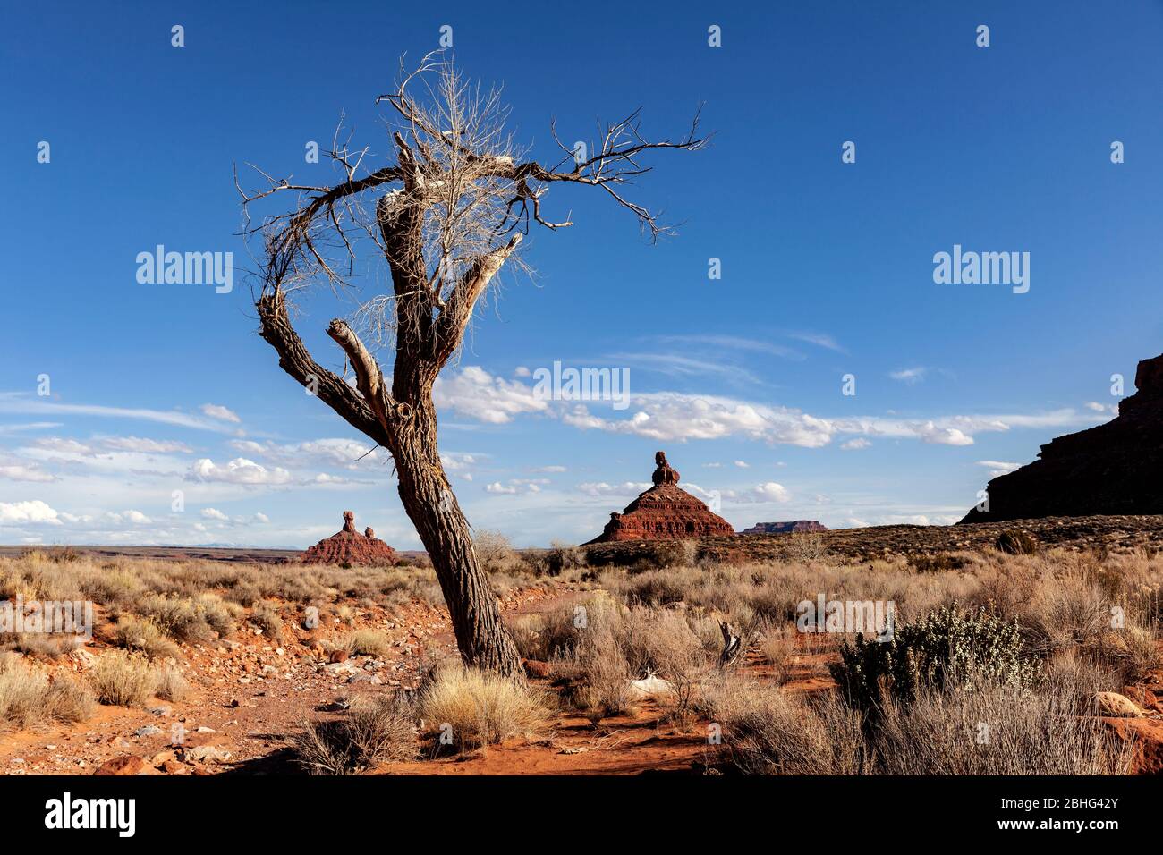 UT00529-00...UTAH - un albero intrecciato con Hen Butte impostazione e due altri in lontananza, Valle degli dei, San Juan County, Bureau of Land Manageme Foto Stock