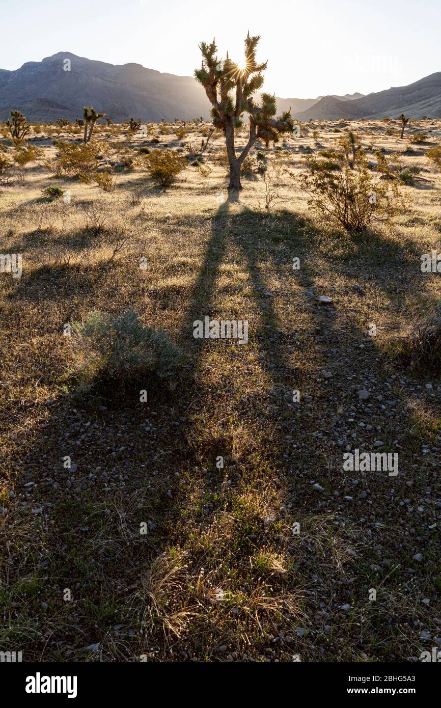 UT00575-00...UTAH -Joshua Tree in Beaver Dam Lavare una National Conservation Area e scenico backway nel deserto di Mojave. Foto Stock