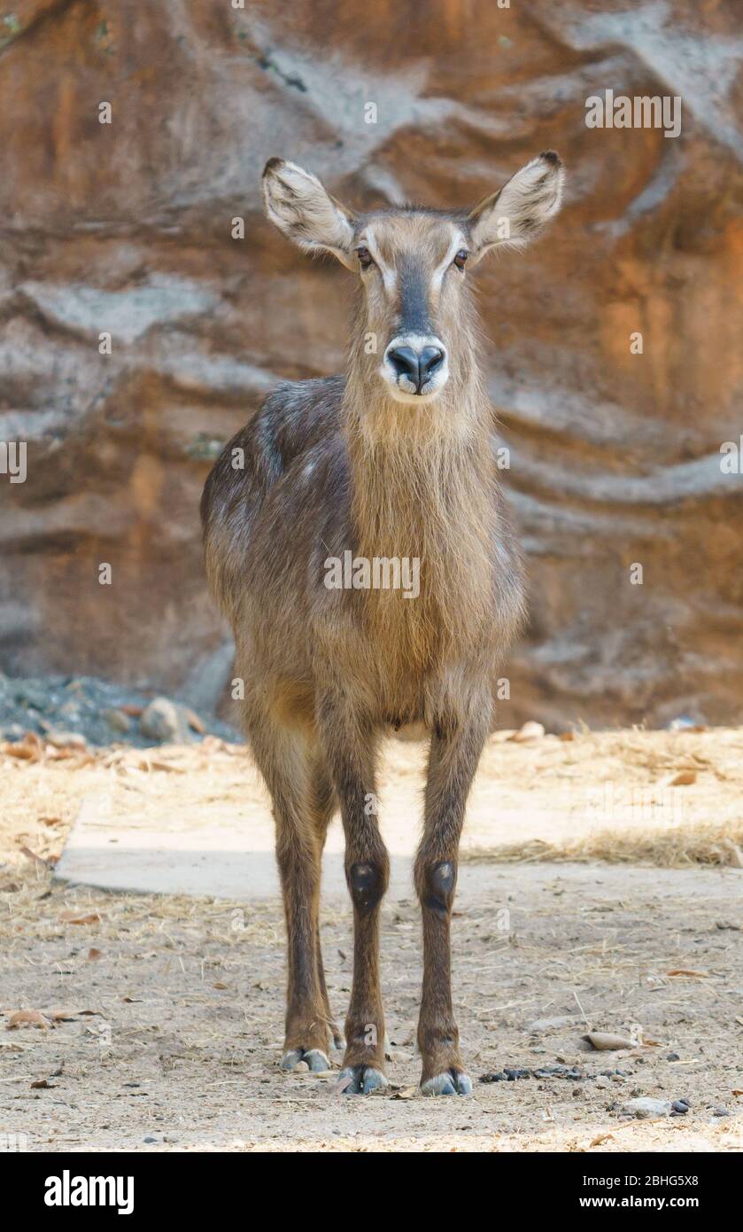 waterbuck femminile in piedi da solo nello zoo Foto Stock