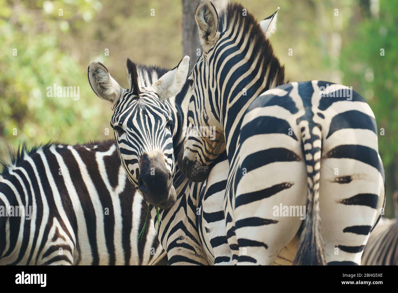 zebra mangiare erba fresca verde Foto Stock