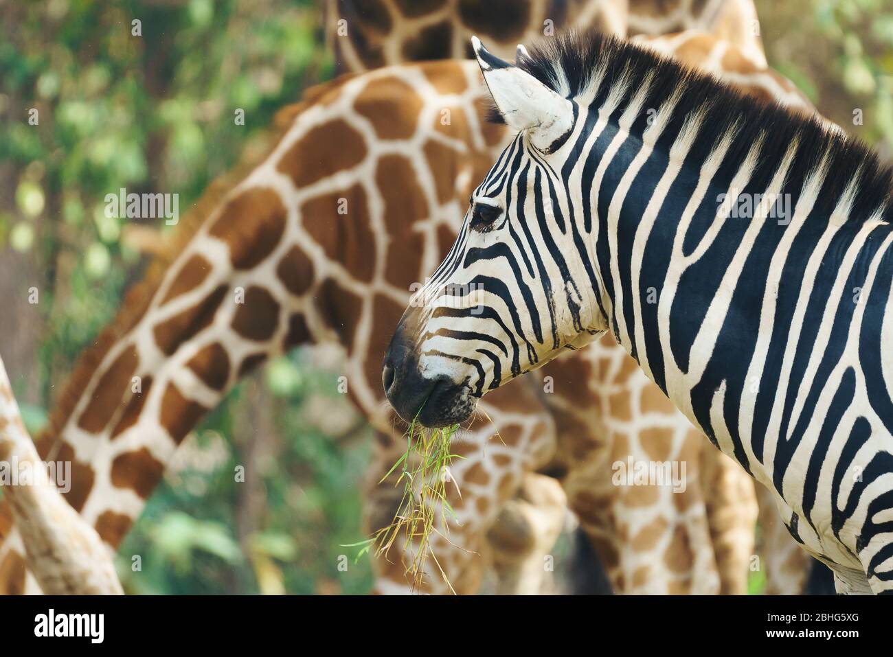 zebra mangiare erba fresca verde Foto Stock
