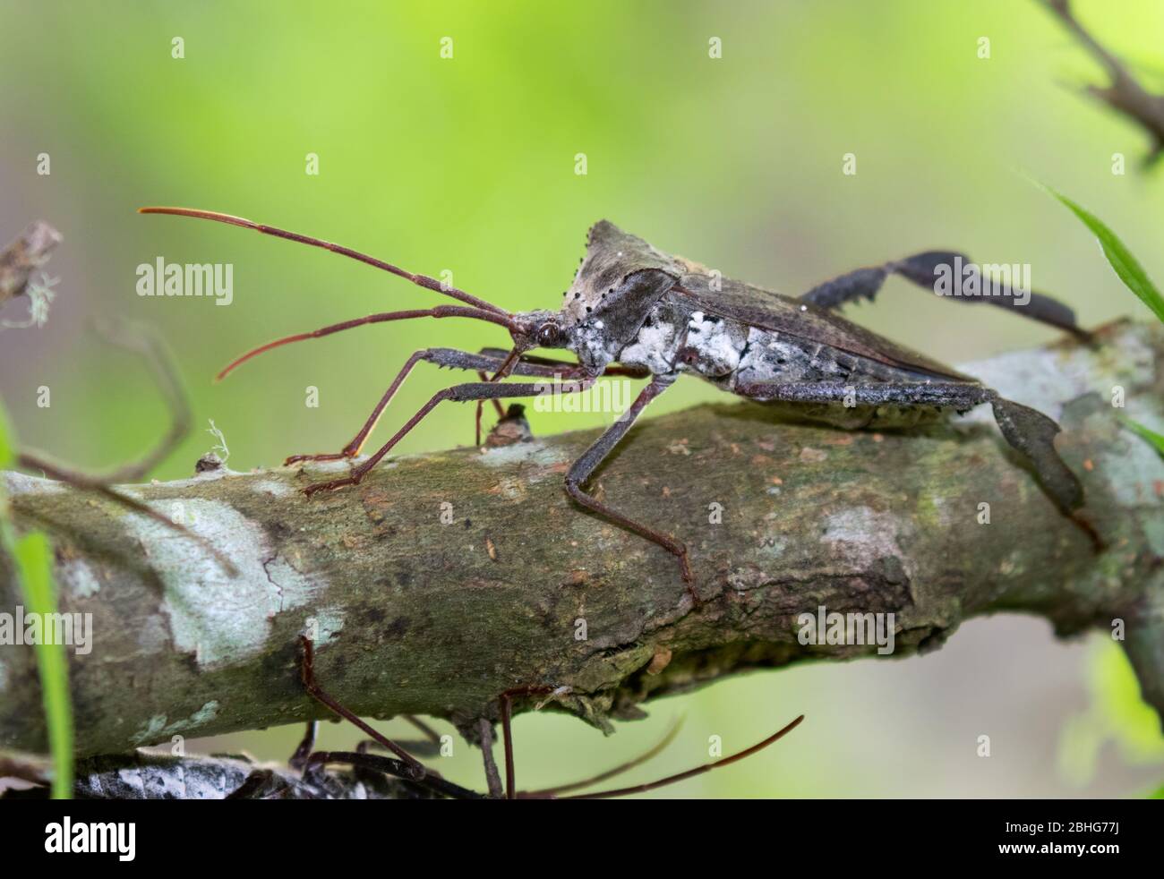 Primo piano il gigantesco bug a foglia (Acanthocephala declivis) Foto Stock