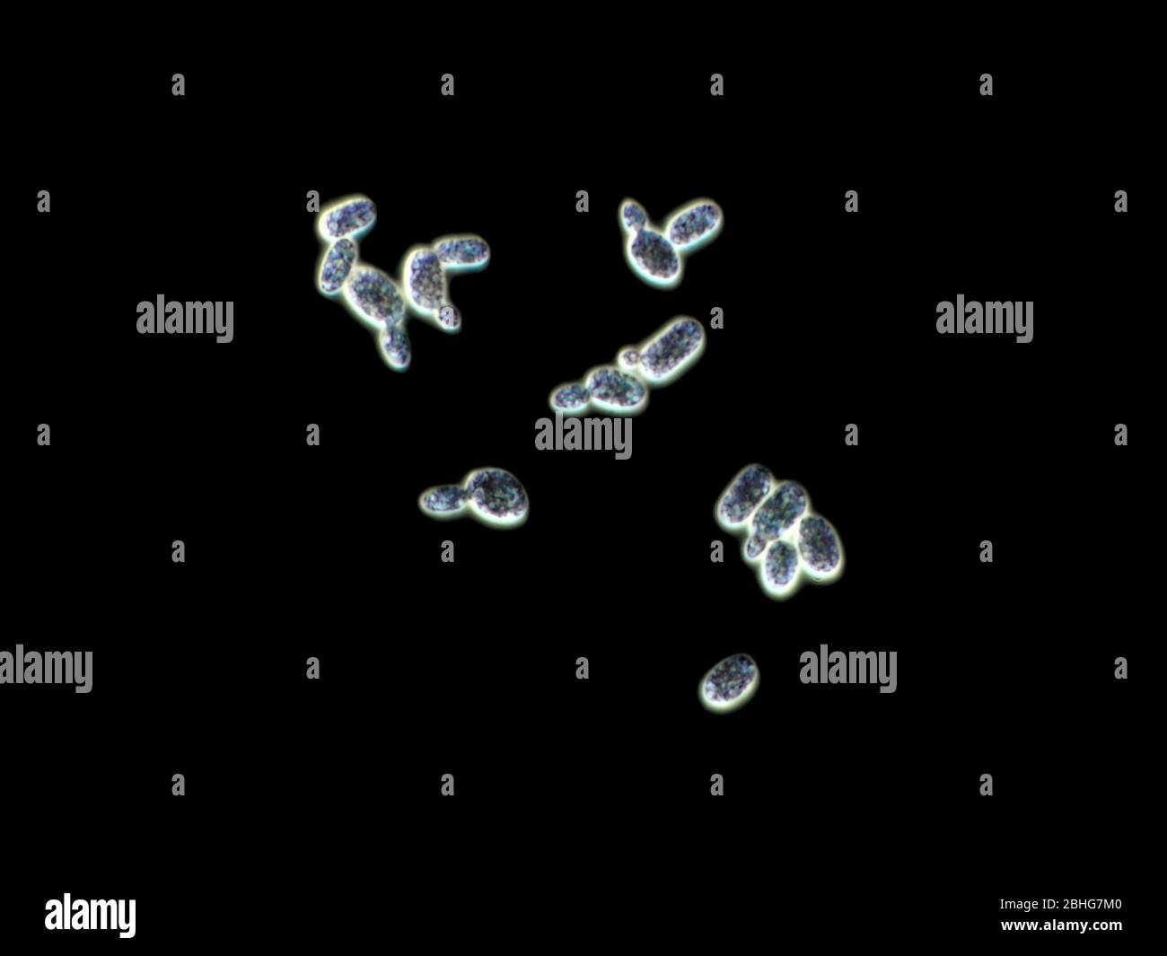 Microscopia in campo oscuro immagini e fotografie stock ad alta risoluzione  - Alamy