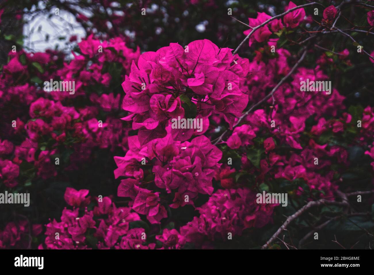 Bougainvillea cespuglio in piena fioritura Foto Stock