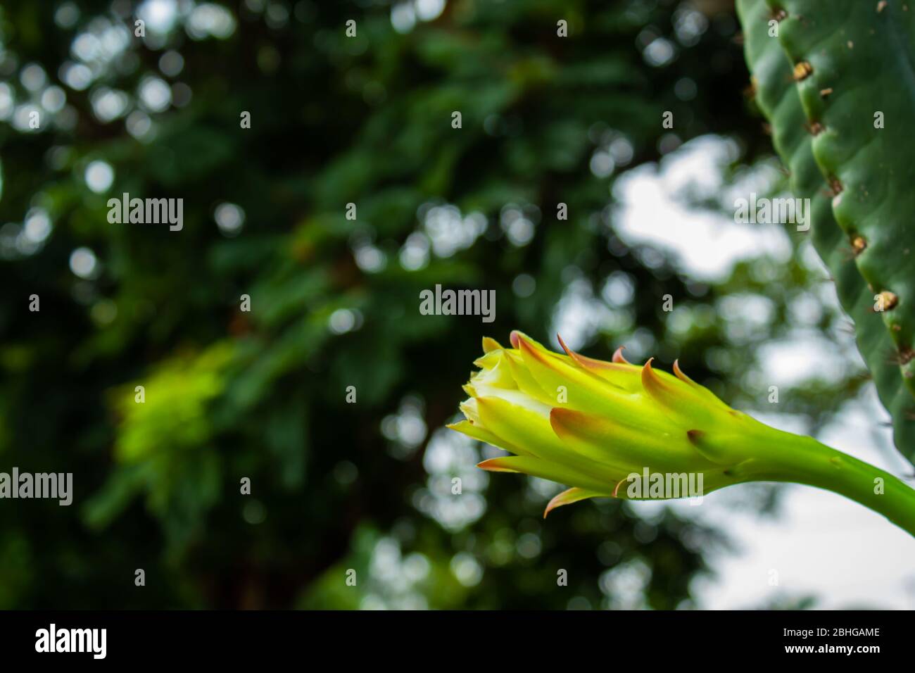 Il fiore delle castas Foto Stock