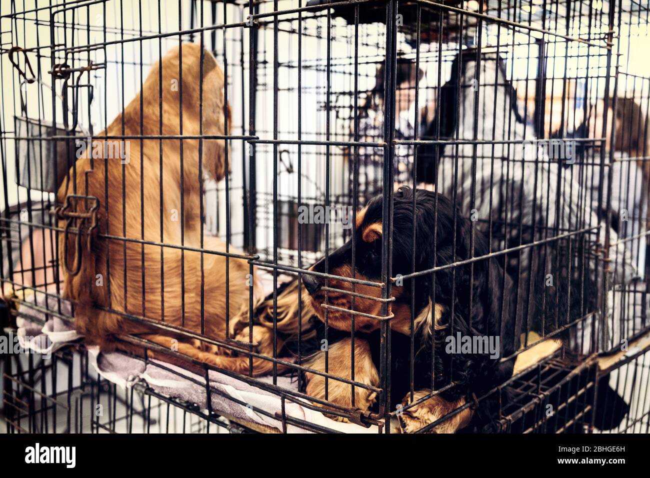 cani cattività in gabbia sfondo abbandonato Foto Stock
