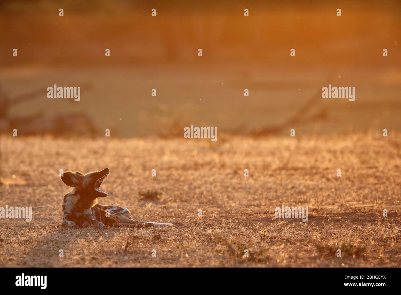 Cane selvaggio africano (Lycaon pictus) alla luce della sera, Parco Nazionale di Luangwa Sud, Zambia. Foto Stock