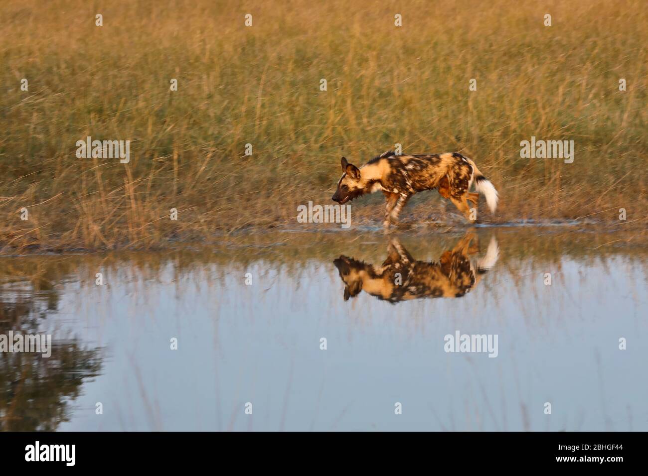 Cane selvaggio africano (Lycaon pictus) che si muove lungo l'acqua, Okavangodelta, Botswana. Foto Stock