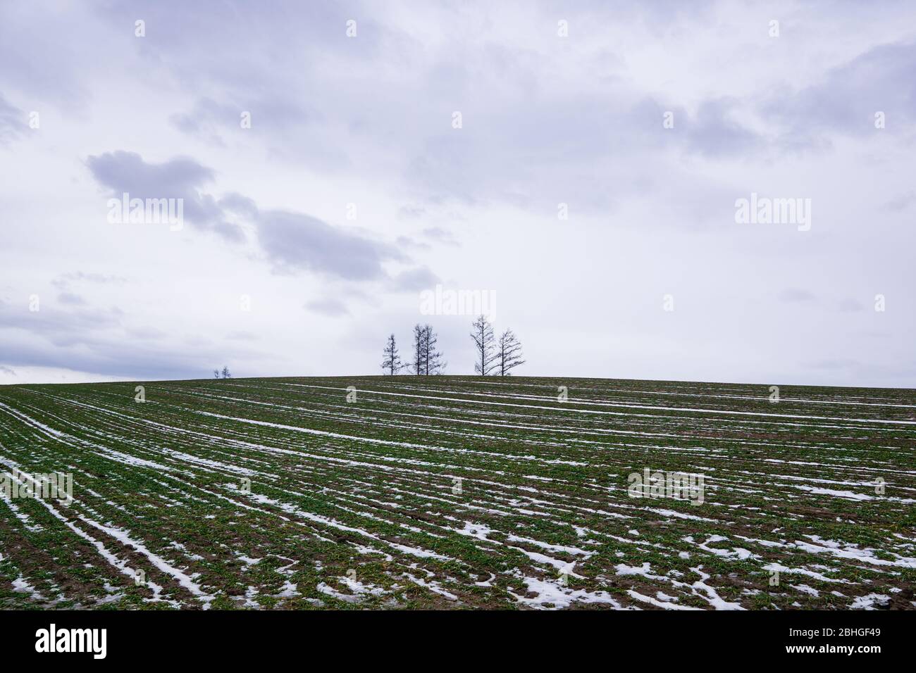 Mild Seven Hill situato nella città di Biei, è una piccola città circondata da un pittoresco paesaggio di dolci colline e campi vasti. La collina è fa Foto Stock