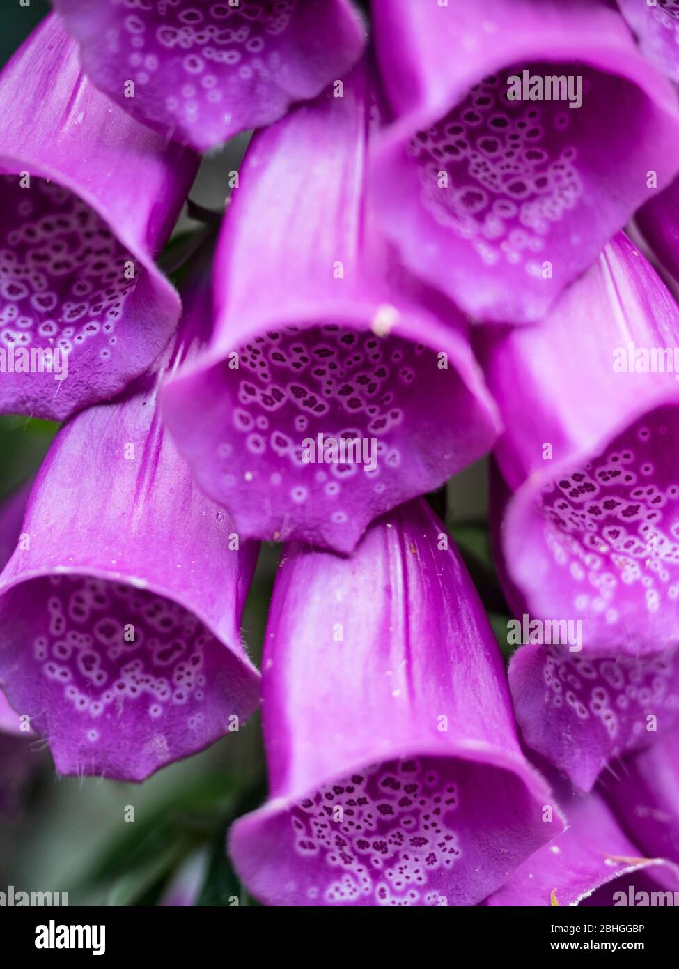 Primo piano dei fiori di volpi (Digitalis purpurpurea), Parco Nazionale Abel Tasman. Foto Stock