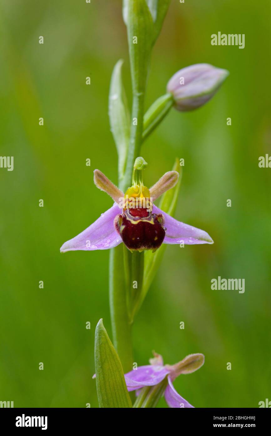 Orchidea dell'ape, capannoni dell'apifera di Ophrys. Whipsnade, Regno Unito Foto Stock