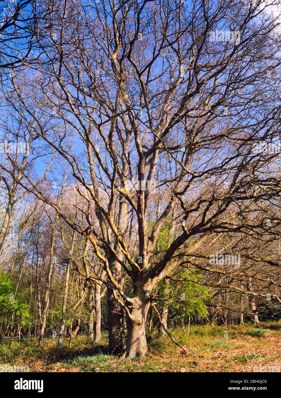 Scena del bosco maturo, inverno, albero stellato, tronco stunted, sole brillante Foto Stock