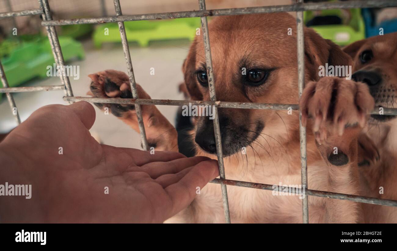 Primo piano di cane randagio a mano maschile in un riparo per animali domestici. Persone, Animali, Volontariato E Concetto Di Aiuto. Foto Stock
