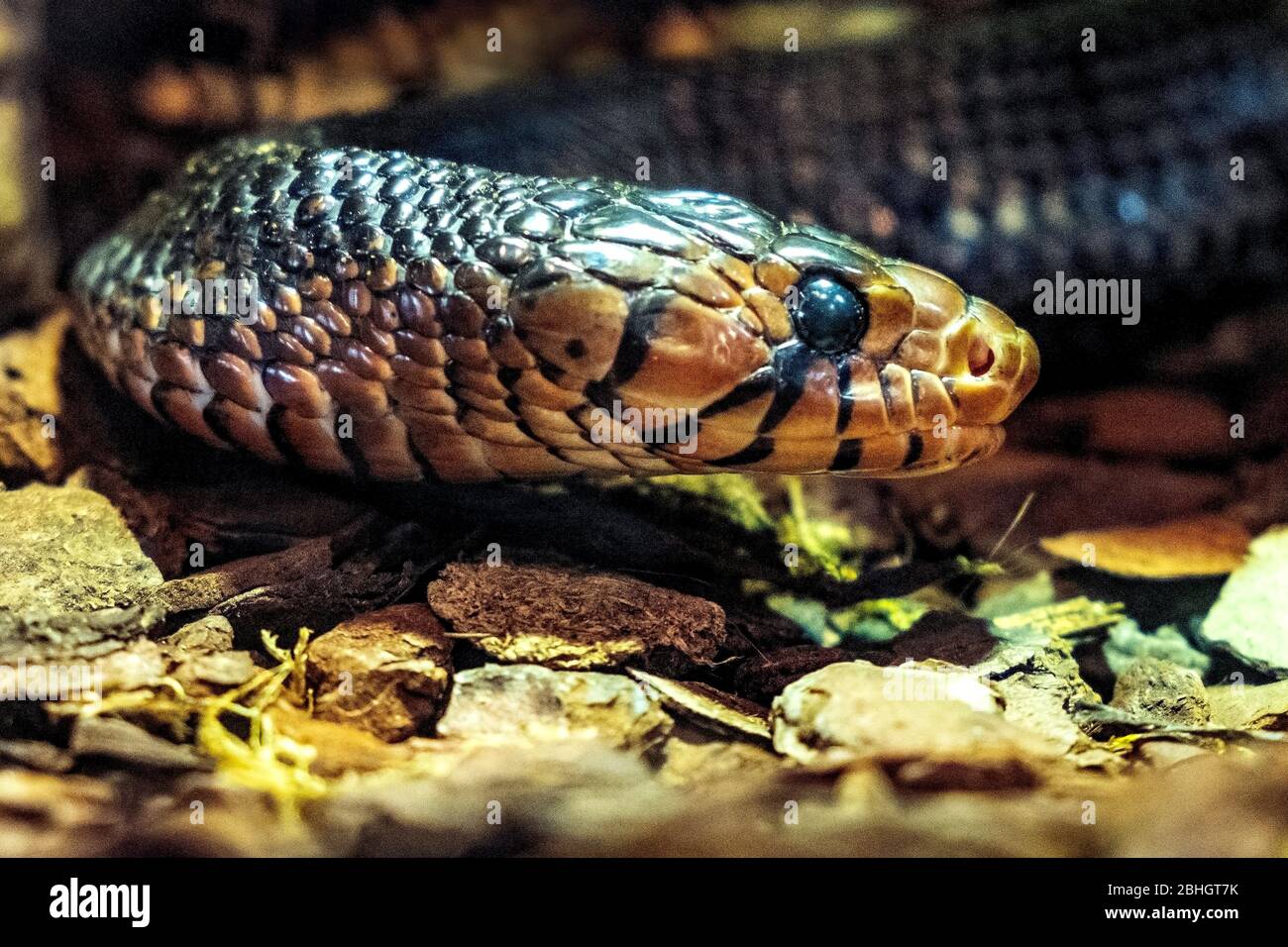 Single serpente medio americano indaco - latino Drymarchon Coupéri o Drymarchon melanurus - conosciuto anche come Blacktail cribo abitando nativamente Nord, cent Foto Stock