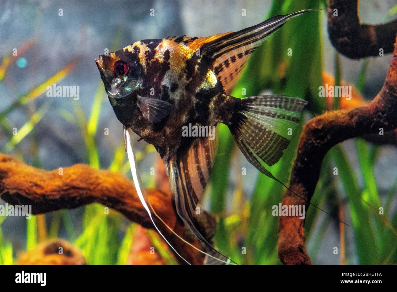 Single Freshwater Angelfish - latin Pterophyllum scalare - conosciuto anche come Angelfish, abitando nativamente il bacino amazzonico del Sud America in uno zoologico Foto Stock