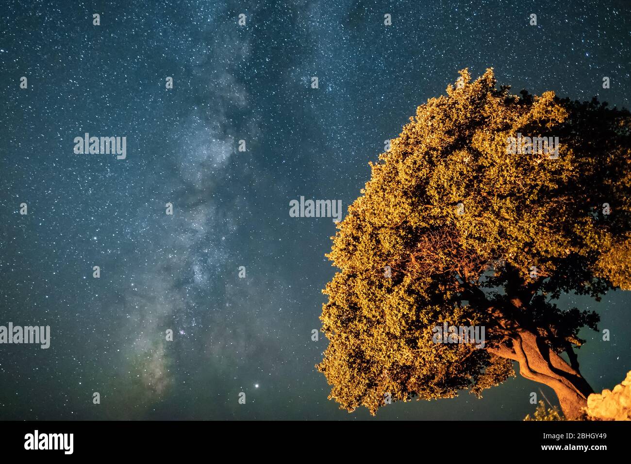 Grande albero sotto un cielo notturno pieno di stelle. Foto Stock