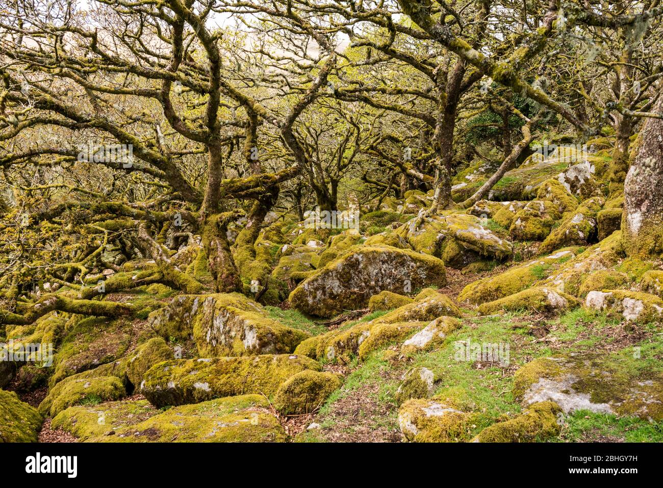 Wistman's Wood è uno dei boschi di querce di altitudine più alta della Gran Bretagna ed è situato nel Dartmoor National Park, vicino a due ponti, Devon, UK. Foto Stock