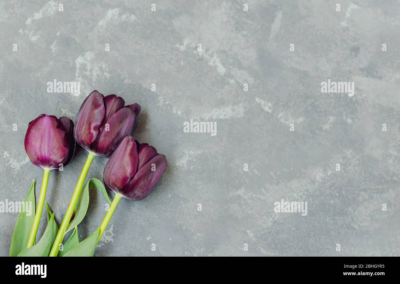 Bouquet di tre tulipani viola-neri Principe Nero sul lato inferiore sinistro dello sfondo grigio in cemento. Spazio per il testo. Foto Stock