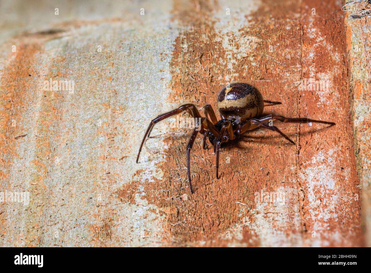 Falso ragno vedova, Steatoda nobilis, poggiato su stecche di legno Foto Stock