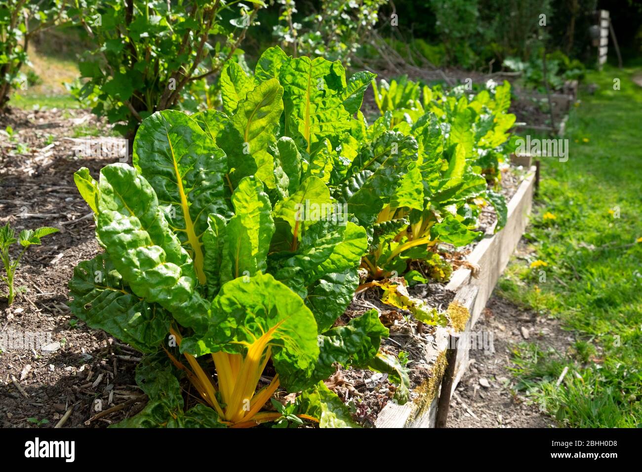 Swiss Chard Bright Lights cresce in un letto rialzato in aprile primavera nel Carmarthenshire Galles UK KATHY DEWITT Foto Stock