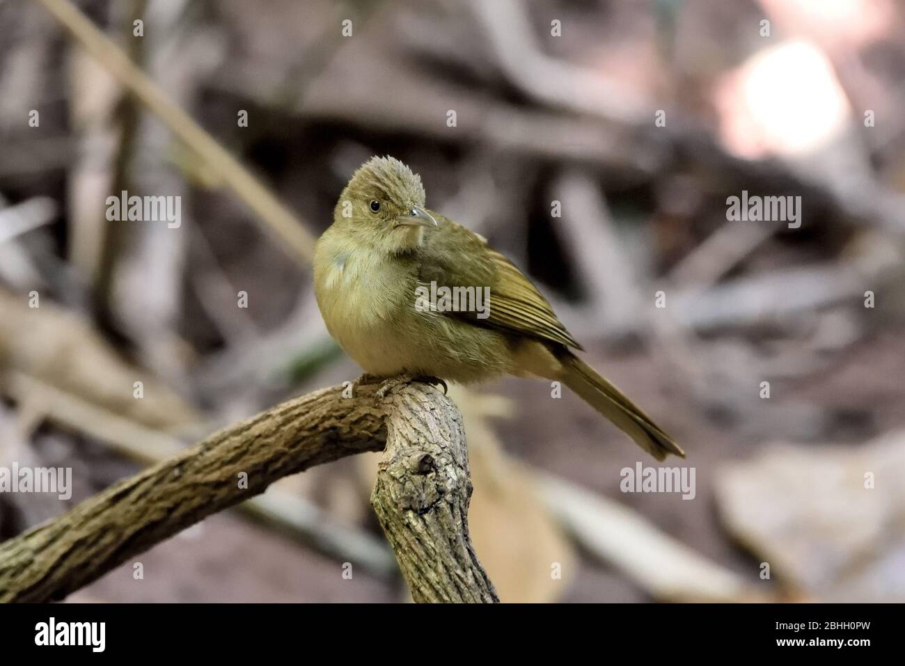 Un bulbul dagli occhi grigi (Iole propinna) arroccato su un piccolo ramo della foresta nella Thailandia del Nord Est Foto Stock