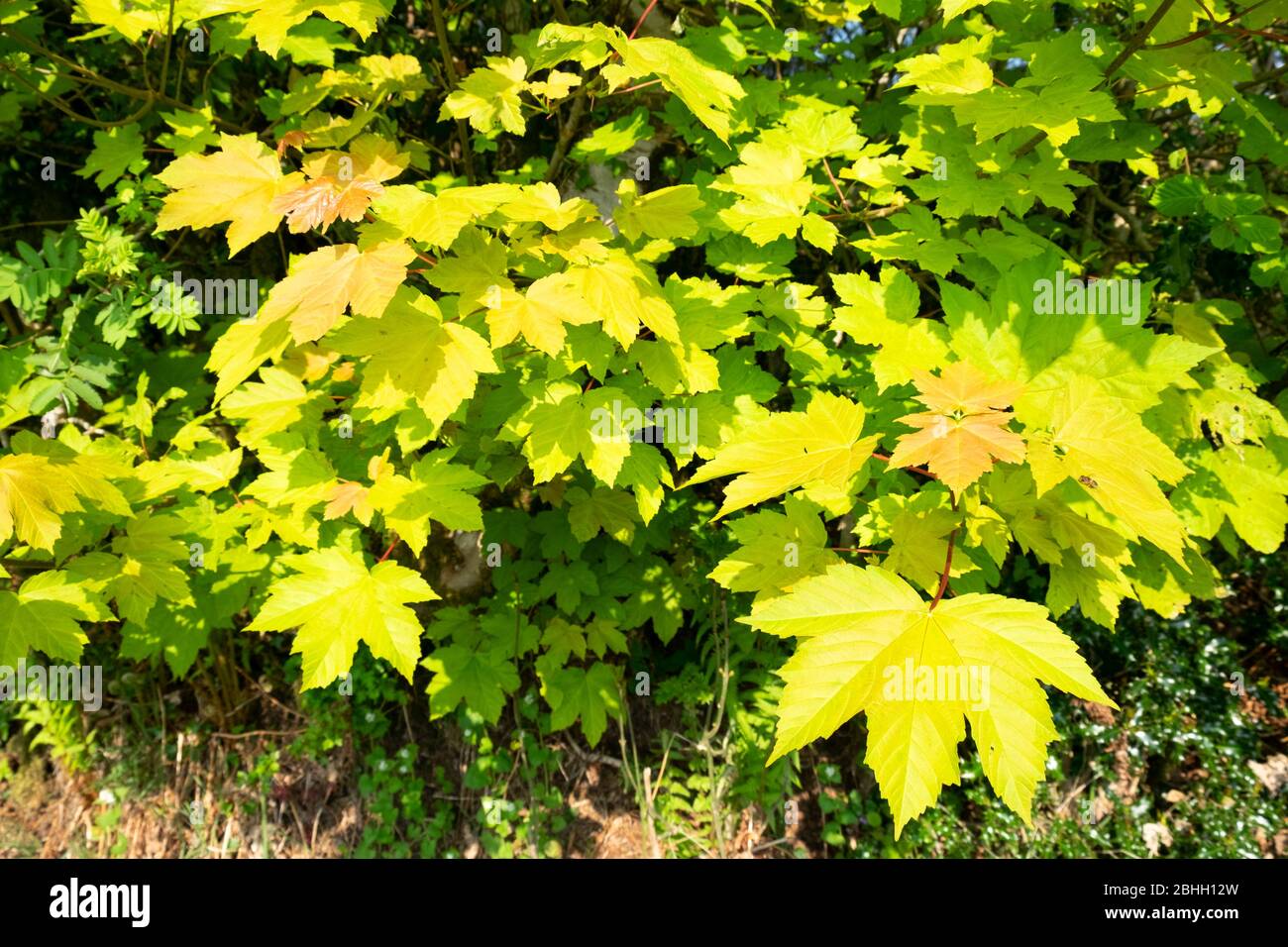 Acer pseudoplatanus Sycamore albero foglie crescere in un hedgerow in aprile primavera Carmarthenshire Galles Regno Unito Gran Bretagna KATHY DEWITT Foto Stock