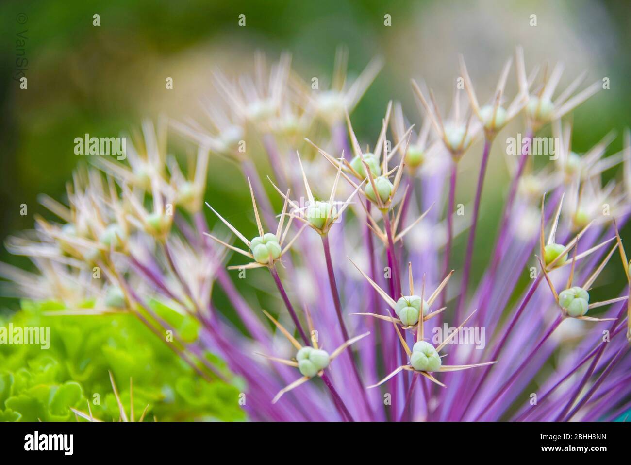 Immagine di primo piano di un bel fiore viola conosciuto come Allium Obliquum in fiore Foto Stock