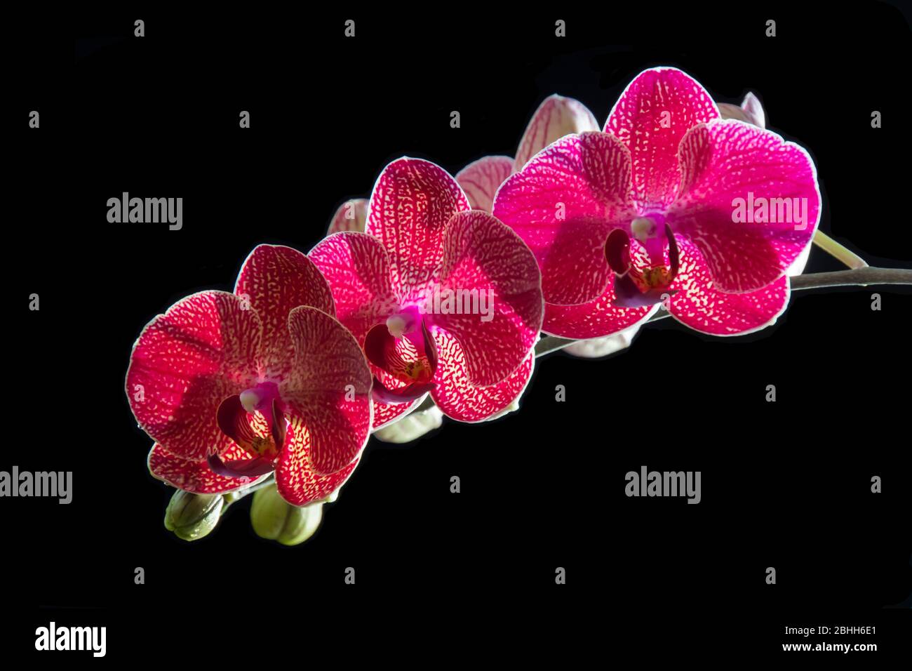 primo piano delle orchidee rosa Foto Stock